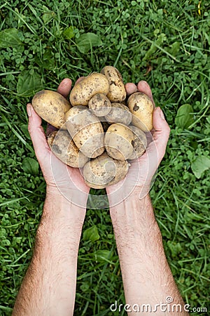 Hands with a potatoes on a background of green grass Stock Photo