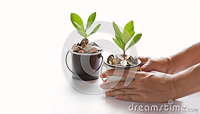 Hands protect growing plant of coins represented saving money Stock Photo