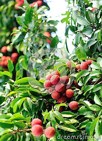 Hands protect litchi fruits on tree Stock Photo
