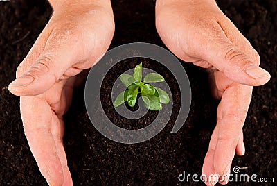 Hands protect plant Stock Photo