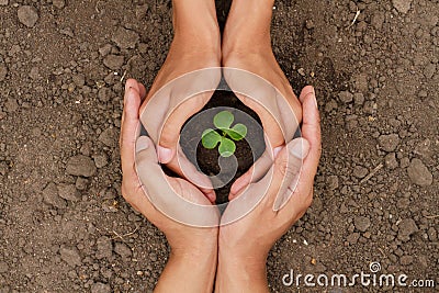 Hands are protect a small tree or plant grow on soil Stock Photo