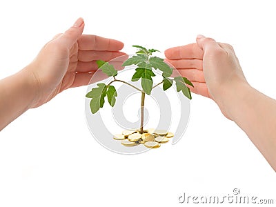 Hands protecting a plant Stock Photo