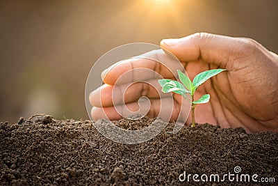 A hands protecting plant growing on soil.protect nature and environment concept. Stock Photo