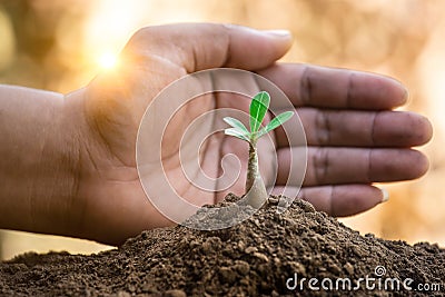 A hands protecting plant growing on soil for sustainability. Stock Photo