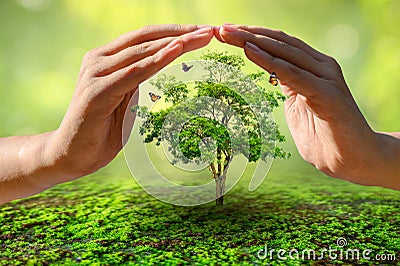 Hands protecting trees world environment day concept Stock Photo