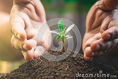 A hands is protection and helping tree growing a light bulb inside. Environment management for sustainable. Stock Photo