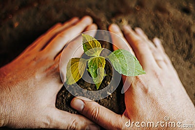 Hands putting a beautiful seedling in soil, unrecognizable man arms, blurred background, selective Stock Photo