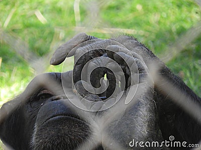 Hands of rescued chimpanzee Stock Photo