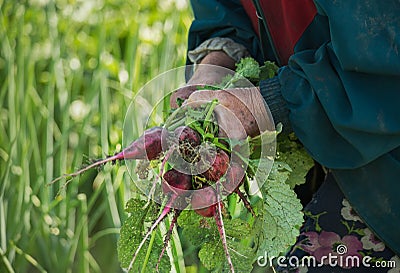 The hands of a simple old rural worker with a bundle of radishes torn from the ground. Close-up. Rural farming work of ordinary pe Stock Photo