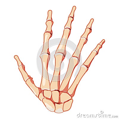 Hands Skeleton Human front back view. Set of carpals, wrist, metacarpals, phalanges. Anatomically correct 3D flat Vector Illustration