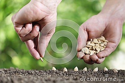 Hands sowing seeds in vegetable garden soil, close up on gre Stock Photo
