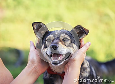 Human hands stroking behind the ears cute a brown rather smiling dog in a smart red butterfly in a summer garden Stock Photo