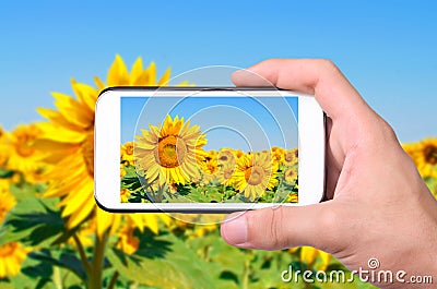 Hands taking photo sunflower with smartphone. Stock Photo