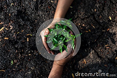 Hands Team work protecting tree growing up and planting on land for reduce global warming earth, Stock Photo