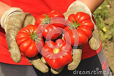 Hands with tomatoes Stock Photo