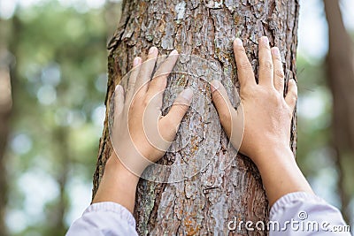 Hands Touch the Pine Tree Stock Photo