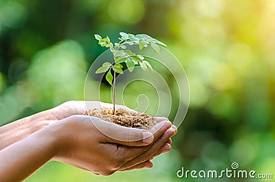 In the hands of trees growing seedlings Bokeh green Background Female hand holding tree nature field grass Forest conservation Stock Photo