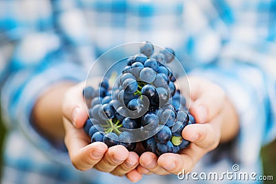 Hands of unrecognizable woman holding bunch of blue grapes Stock Photo