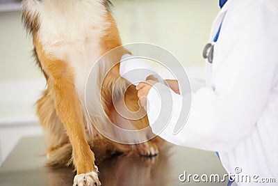 Hands of veterinarian, bandage or dog at veterinary clinic in an emergency healthcare inspection or accident. Doctor Stock Photo