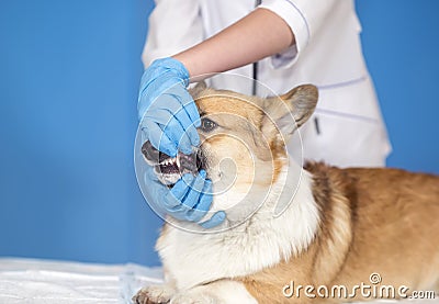 Hands veterinarian in gloves examine the mouth of a red dog Corgi opening her mouth and exposing her teeth Stock Photo
