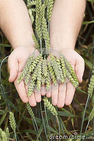 Hands with wheat ears Stock Photo