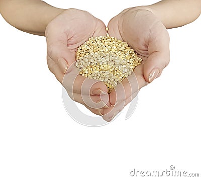 Hands of a woman holding a grain isolated Stock Photo
