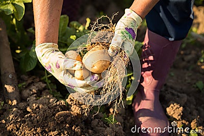 Hands Of Woman Holding Potatoes With Roots Dug From Ground. Stock Photo