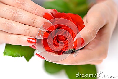 Hands of a woman with red manicure with scarlet rose on white background Stock Photo