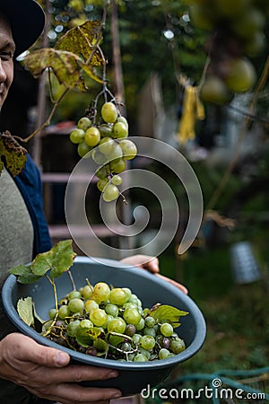 Hands of workers cutting white grapes from vines while harvesting wine in an Italian vineyard. Stock Photo