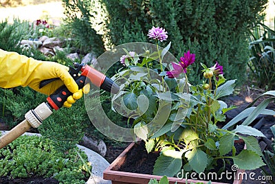 Hands in yellow rubber gloves hold a hose for watering, near a flower pot, spring work on the ground, ground planting Stock Photo