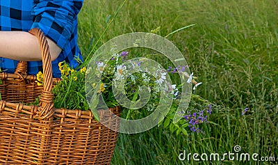 In the hands of a young girl, a basket with a bouquet of wild flowers in close-up against a background of tall green grass. space Stock Photo