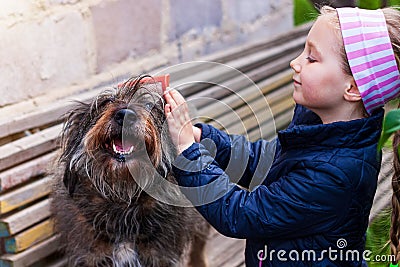 Hands of a young girl combing the dog. Care for long fur animals. Combs for pets. Love, caring, puppies adoption concept Stock Photo