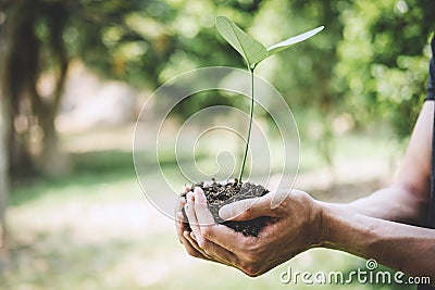 Hands of young man reforesting were planting the seedlings and tree growing into soil while working in the garden as save the Stock Photo