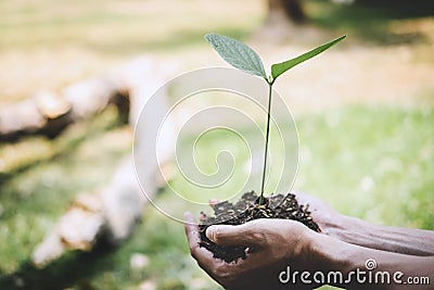 Hands of young man reforesting were planting the seedlings and tree growing into soil while working in the garden as save the Stock Photo