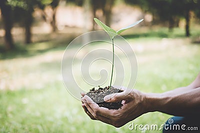 Hands of young man reforesting were planting the seedlings and tree growing into soil while working in the garden as save the Stock Photo