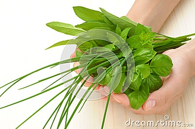 Hands of young woman holding fresh herbs, basil, chive, sage Stock Photo