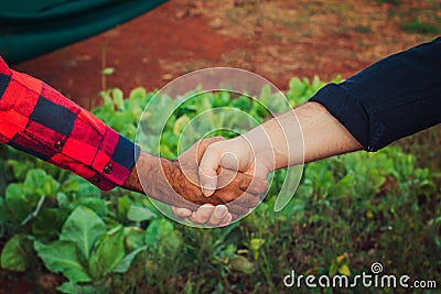 Handshake between farmer and customer, vegetable garden on blurred sunset background. Space for text Stock Photo