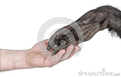Handshake between Human hand and monkey hand Stock Photo