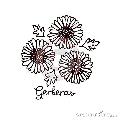 Handsketched bouquet of gerberas Vector Illustration