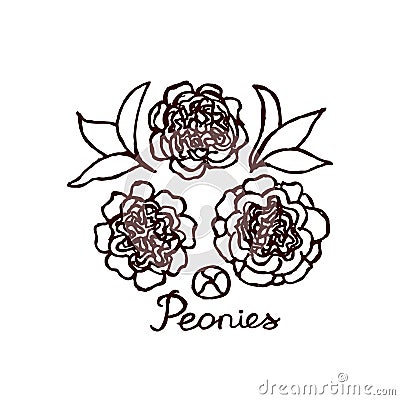 Handsketched bouquet of peonies Vector Illustration