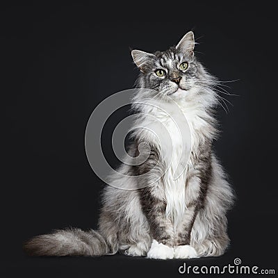 Handsome adult senior Maine Coon cat sitting facing front isolated on black background with beside body and looking to the side Stock Photo