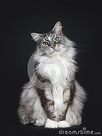 Handsome adult senior Maine Coon cat sitting facing front isolated on black background with tilted head looking straight in lens Stock Photo