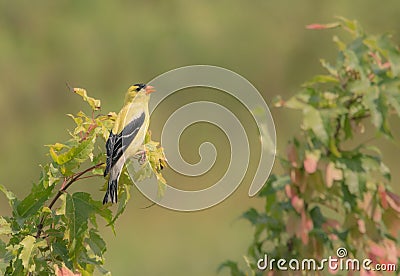 Handsome American Goldfinch Male Singing Stock Photo