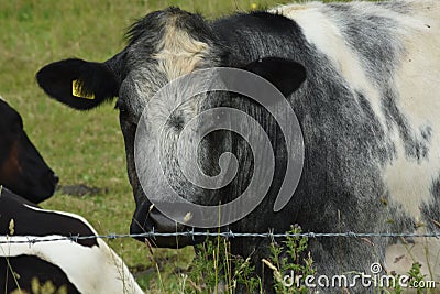 A mottled Blue Grey Beef Cow in Rough Pasture A Fine Beast Stock Photo