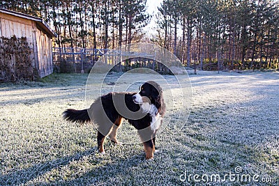 Handsome Bernese mountain dog standing unleashed in frosted lawn looking back Stock Photo