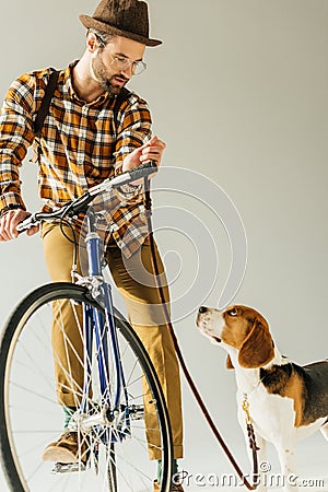 handsome bicycler with beagle with leash Stock Photo