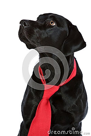 Handsome Black Labrador in Red Tie Stock Photo