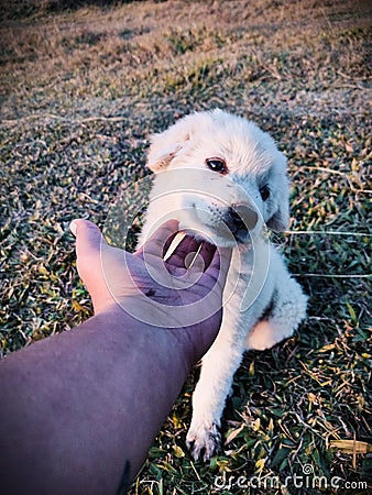 Handsome boy with warm colours, Dog Stock Photo