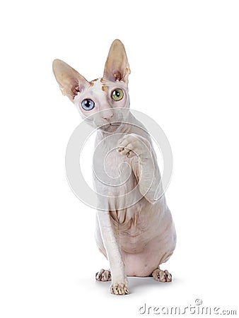 Handsome Cornish Rex cat on white Stock Photo