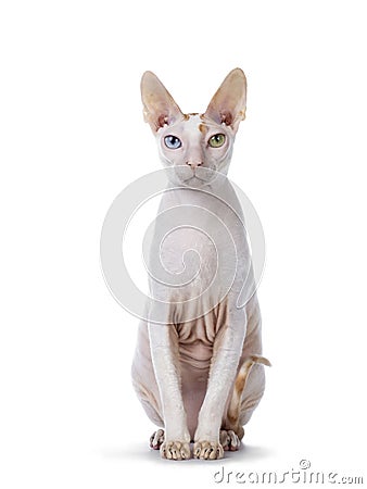 Handsome Cornish Rex cat on white Stock Photo